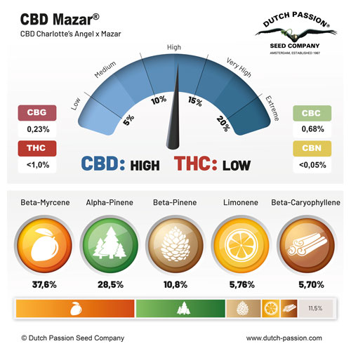CBD Mazar